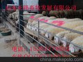 供应小尾寒羊，波尔山羊，杜泊羊，肉羊山东正锋畜牧发展有限公司