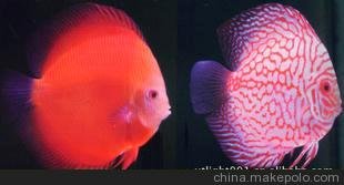 T8水族紅光燈，龍魚(yú)紅光燈，魚(yú)缸燈，水族觀(guān)賞燈圖片