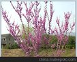   供紫荆花苗 香港紫荆花苗 红花羊蹄甲