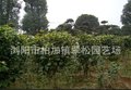 绿化苗木 精品茶花树  地栽茶花大树