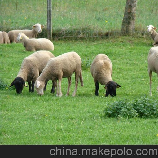 廠家直銷 飼料級肉牛羊?qū)Ｓ脧?fù)合酶制劑 飼料添加劑 牛羊?qū)Ｓ脠D片