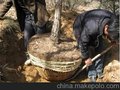 供应五米油松，山西油松，油松供应商