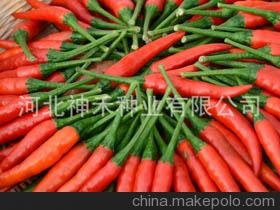 單生朝天椒種子 指天椒種子 單身貴族 雜交小辣椒種子 干鮮兩用圖片