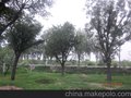 出售河北国槐13公分