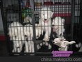 广东大粤狗场  供应古牧幼犬