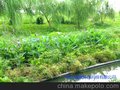 水上蔬菜、水上植物种植、鱼塘种菜、生态浮床、净水设备