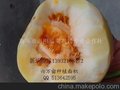 热销薄皮甜瓜，绿皮甜瓜种植基地。甜瓜。白皮甜瓜