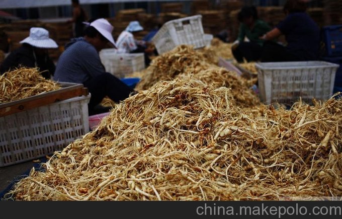浙江長白山人參基地批發(fā)_浙江長白山人參種植價(jià)格 萬良長壽參 圖片