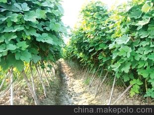 粉葛 粉葛種子 提供種植技術(shù)圖片