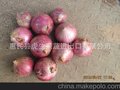 请关注：red onion 出口红皮洋葱 网袋2013年