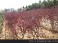 大量供应红枫、桂花、青藤、栾树、法桐、国槐、香樟、龙柏等