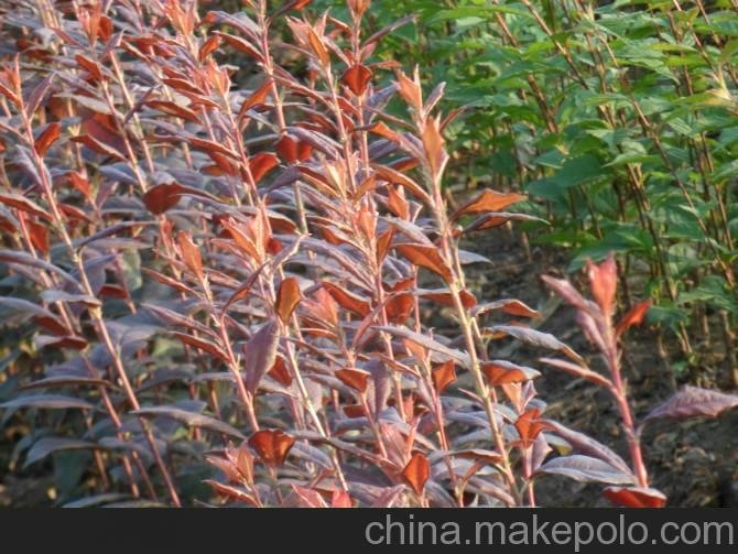 東北油松苗繁殖培育 東北油松苗栽培注意事項 東北油松苗種子圖片