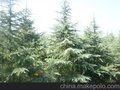 雪松价格 精品雪松价格行情