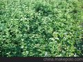 供应东北紫丁香小苗