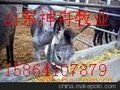 提供小肉馿肉馿养殖种馿育肥馿