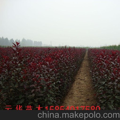 供應臨沂云華苗木 紫葉李圖片