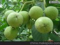  优选 山东核桃树 烟台核桃树 威海核桃树 山东烟台核桃树