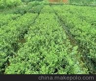 批發(fā)四季海棠茶/興隆園藝供/廣州批發(fā)茶花/批發(fā)四季海棠茶批發(fā)四季海棠茶圖片
