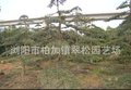 造型罗汉松  树形优美 罗汉松