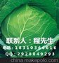 供应中农荷兰甘蓝种子 优质甘蓝种植