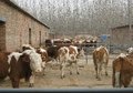 供应鲁城改良肉牛养殖
