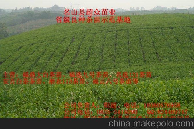 四川福云六號(hào)、四川福選九號(hào)茶苗圖片