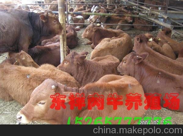 東平育肥肉牛養(yǎng)殖技術(shù)與飼料制作技術(shù)圖片