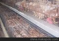 供应鹤壁 青年鸡培育中心