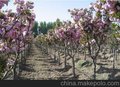 {1元活动}速生樱花基地，泰山樱花，樱花批发