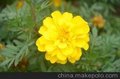青州大量出售万寿菊 地被菊 金盏菊 瓜叶菊 各种草花