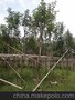 供应黄花风铃木8-16分