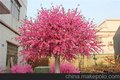 樱花树销售