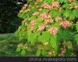 出售合欢树/万森苗圃供/合欢树价格/出售合欢树山东白蜡基地