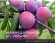 重庆李子苗-嫁接重庆李子苗-高产重庆李子苗-优质的重庆李子苗