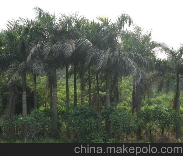 供應熱帶風(fēng)情樹(shù)種 大王椰子圖片