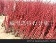 供应红瑞木