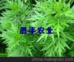 柳蒿种子