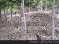 名贵中药材沉香