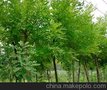 供应法桐-国槐-法桐