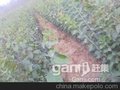 供应尤根子山东尤根子销售价格尤根子价格