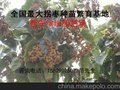 拐枣种植技术（拐枣种苗 ）