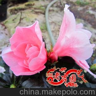 批發(fā) 水粉杜鵑 比利時(shí)杜鵑 小蘑菇杜鵑 小桃紅杜鵑花圖片
