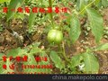 9818核桃苗核桃苗，核桃苗价格，核桃苗批发
