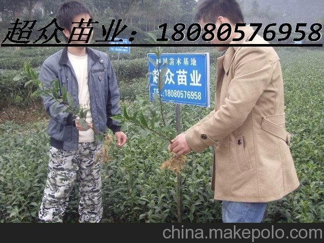 供應(yīng)茶苗、茶葉苗、茶苗基地圖片
