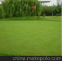 厂家直销 供应各式优质高羊茅草坪 草坪 欢迎选购