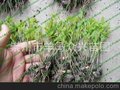销售刚上市金丝楠木小苗.细叶子.小叶子金丝楠木小苗.