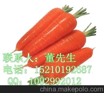 胡蘿卜種子_胡蘿卜種子批發(fā)_蔬菜種子_韓國進(jìn)口胡蘿卜種子圖片