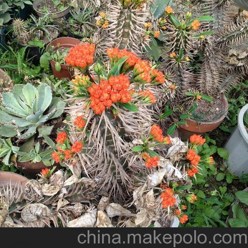 惑結(jié)麒麟 大戟科屬 馬達(dá)加斯加噴火龍 多肉植物仙人球批發(fā)圖片