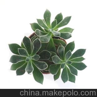 室內(nèi)植物可防輻射的小盆栽仙人類多肉多漿植物 （A90）月兔兒圖片