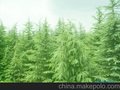 雪松价格 一级雪松价格